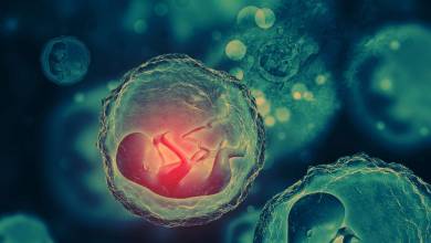 Des chercheurs ont réussi à produire des embryons humains à partir de cellules cutanées