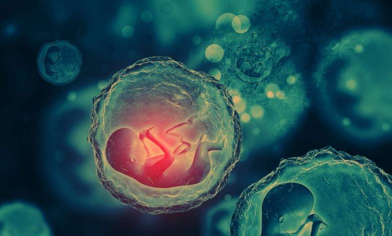 Des chercheurs ont réussi à produire des embryons humains à partir de cellules cutanées