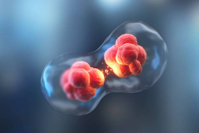 Des chercheurs ont réussi à produire des embryons humains à partir de cellules cutanées