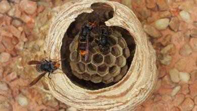 Selon cette étude, les frelons asiatiques ne mangeraient pas que des abeilles !