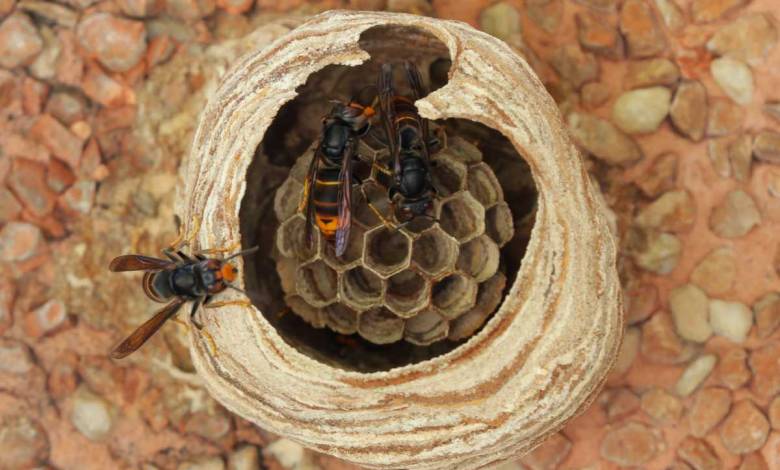 Selon cette étude, les frelons asiatiques ne mangeraient pas que des abeilles !