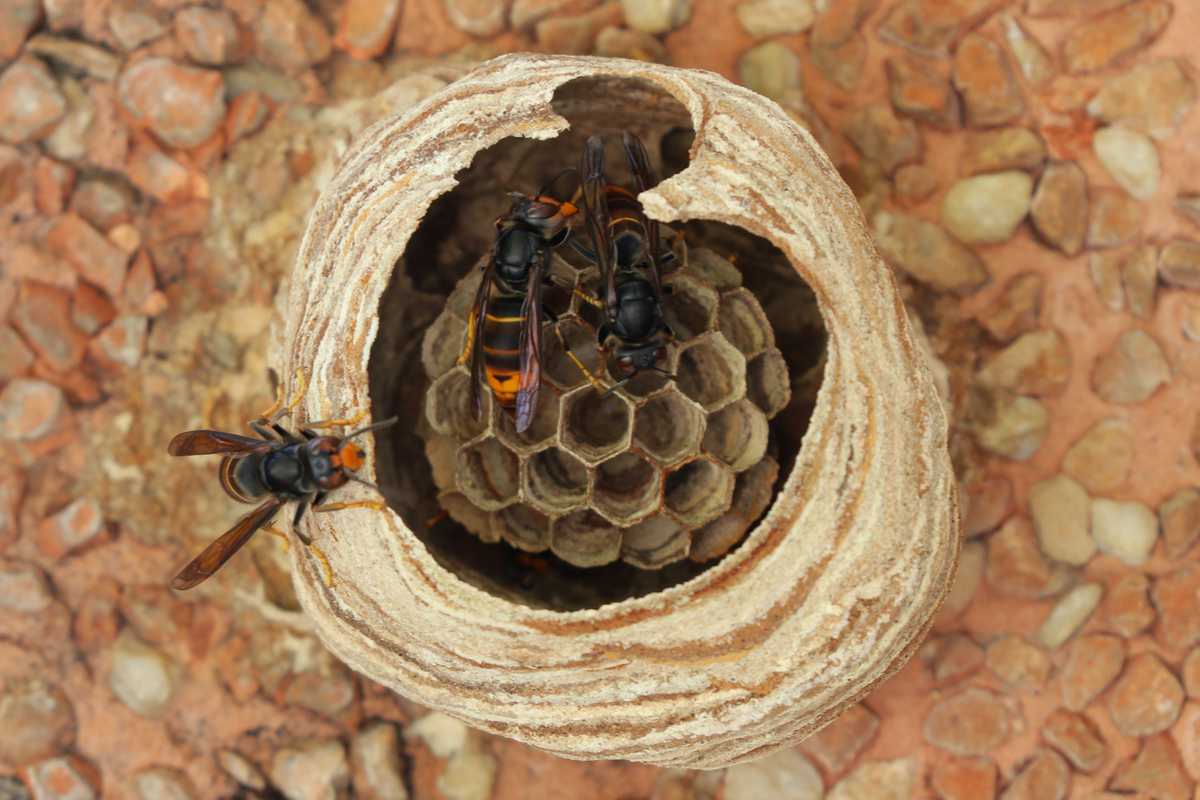 Selon cette étude, les frelons asiatiques ne mangeraient pas que des abeilles !