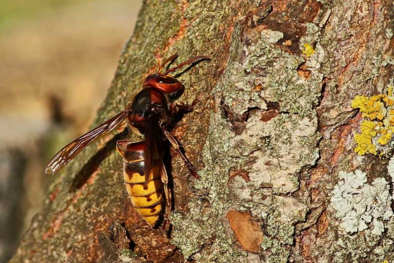 Selon cette étude, les frelons asiatiques ne mangeraient pas que des abeilles !