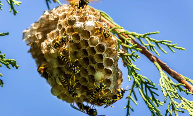 Avec le printemps, les guêpes reviennent ! Comment les repousser et éviter les piqûres ?