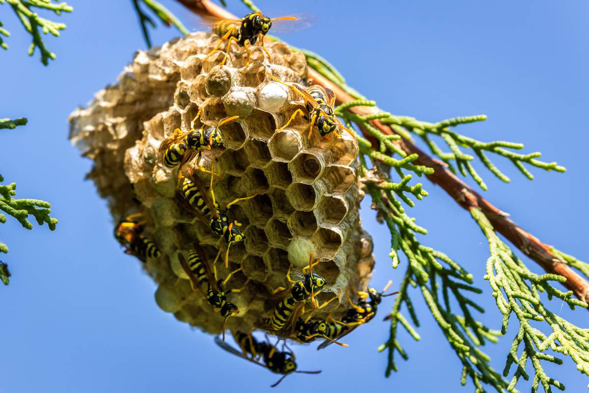 Avec le printemps, les guêpes reviennent ! Comment les repousser et éviter les piqûres ?