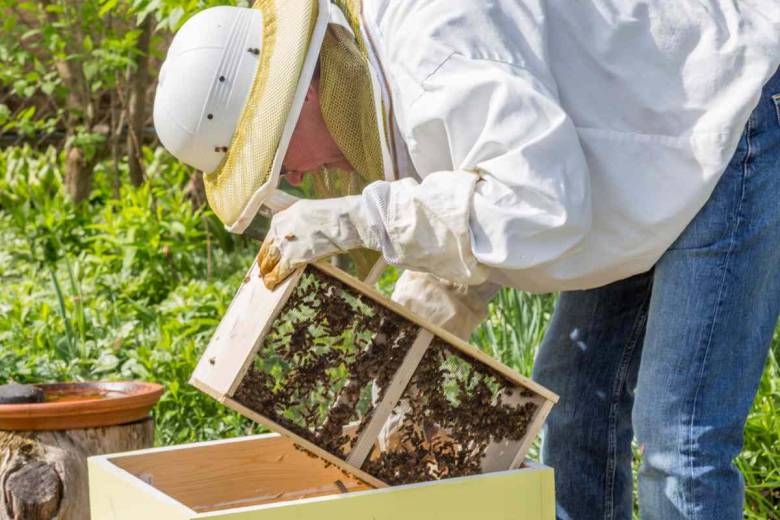 Comment installer une ruche dans son jardin ? Et produire son propre miel ?