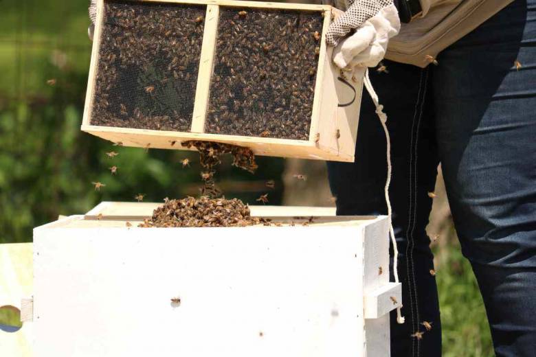 Comment installer une ruche dans son jardin ? Et produire son propre miel ?