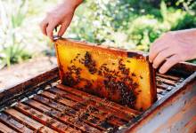 Comment installer une ruche dans son jardin ? Et produire son propre miel ?