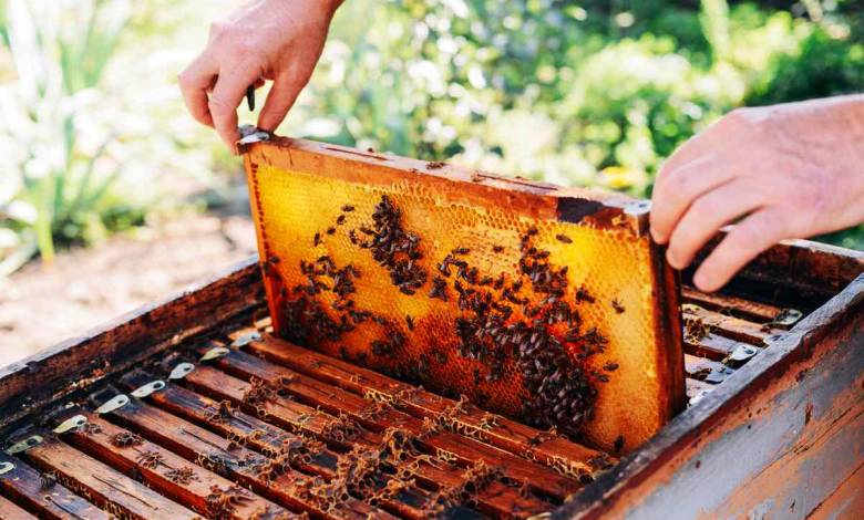 Comment installer une ruche dans son jardin ? Et produire son propre miel ?