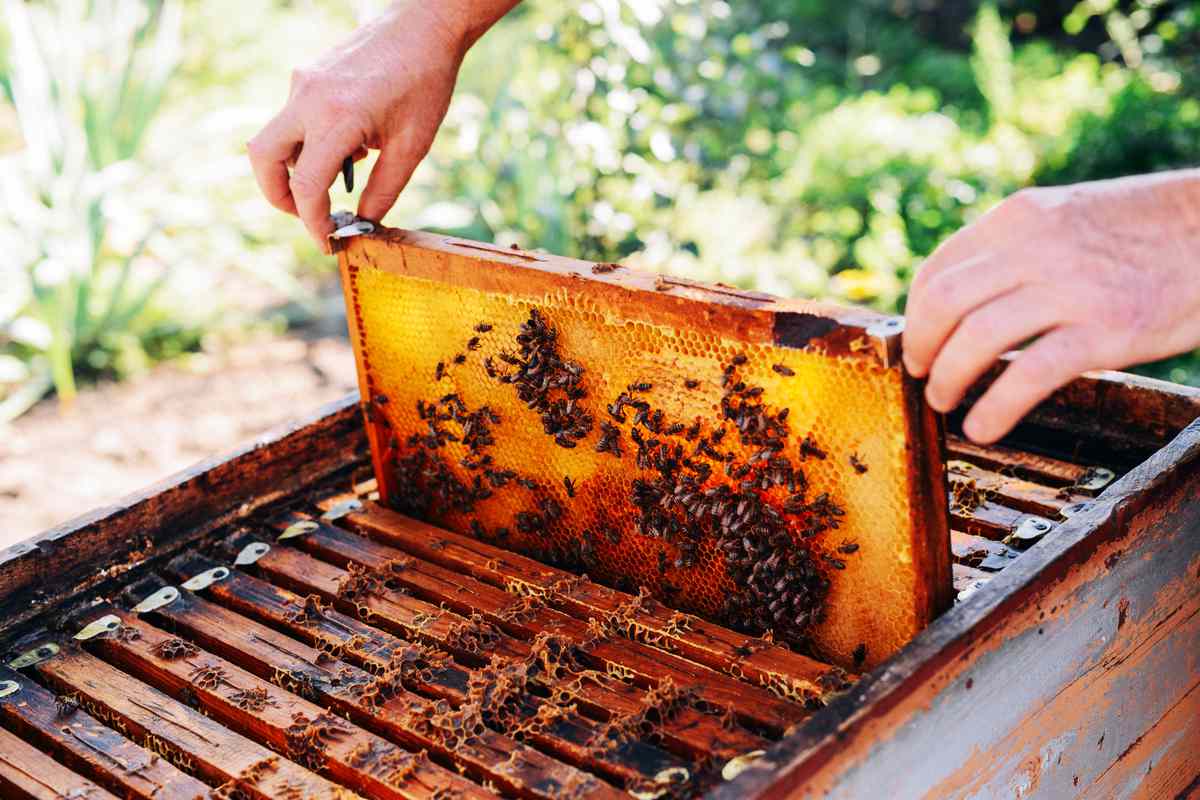 Comment installer une ruche dans son jardin ? Et produire son propre miel ?