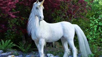 Mais au fait, d'où vient le mythe de la licorne ?