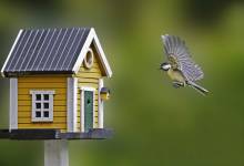 Comment attirer les oiseaux dans votre jardin ?