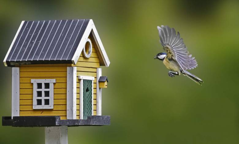 Comment attirer les oiseaux dans votre jardin ?