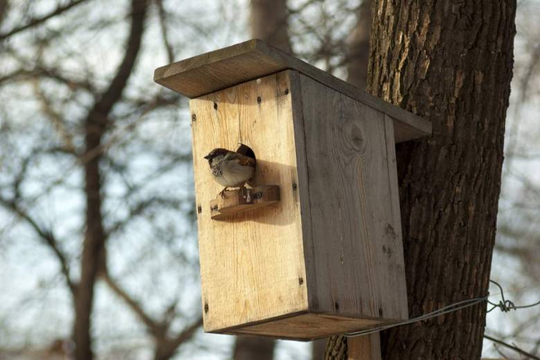 Comment attirer les oiseaux dans votre jardin ?