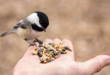 Pourquoi faut-il continuer à nourrir les oiseaux au printemps ?