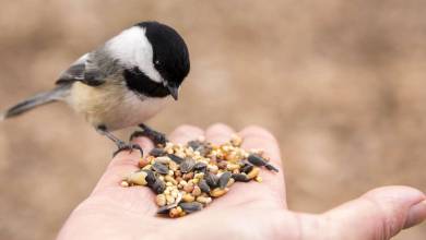 Pourquoi faut-il continuer à nourrir les oiseaux au printemps ?