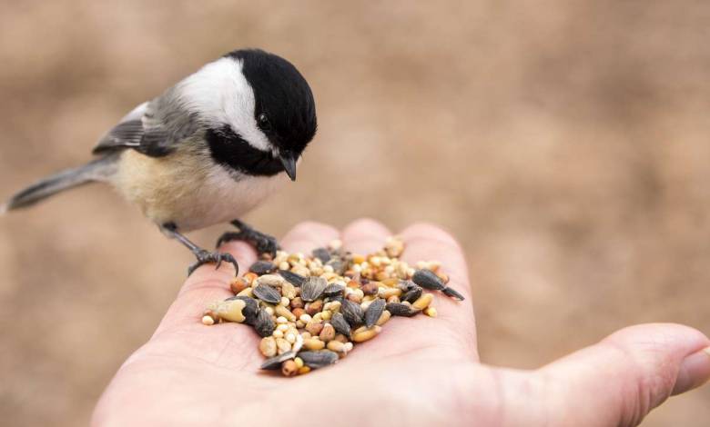 Pourquoi faut-il continuer à nourrir les oiseaux au printemps ?