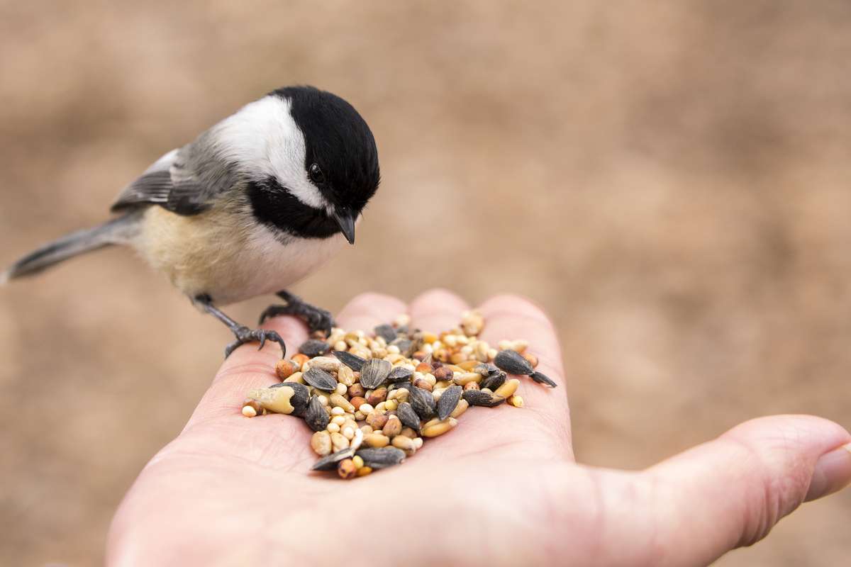 Pourquoi il ne faut surtout pas nourrir les oiseaux cet automne