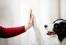 Selon cette étude, les pattes des chiens seraient plus propres que les semelles des chaussures !