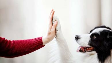 Selon cette étude, les pattes des chiens seraient plus propres que les semelles des chaussures !