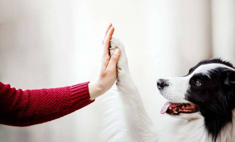 Selon cette étude, les pattes des chiens seraient plus propres que les semelles des chaussures !