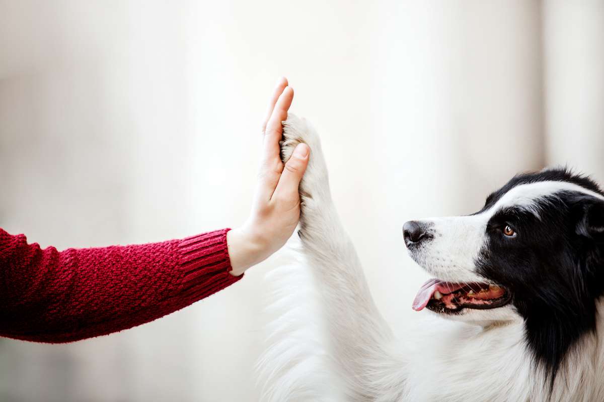 Selon cette étude, les pattes des chiens seraient plus propres que les semelles des chaussures !