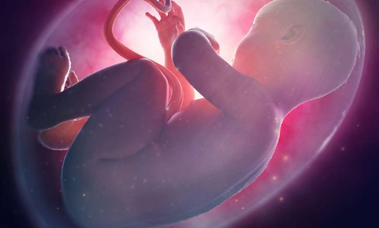 Les placentas artificiels pourraient devenir une réalité d’ici cinq ans