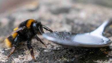 Mais au fait, comment peut-on protéger les abeilles naturellement ?