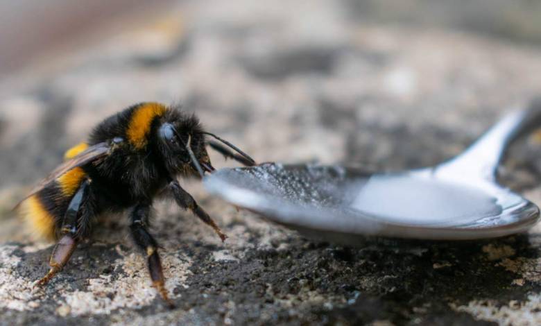 Mais au fait, comment peut-on protéger les abeilles naturellement ?
