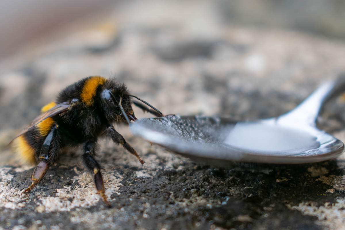 Mais au fait, comment peut-on protéger les abeilles naturellement ?