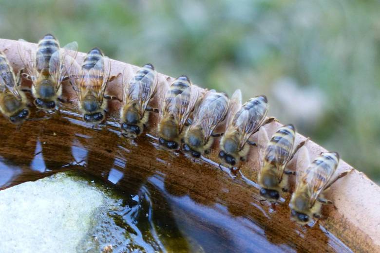 Mais au fait, comment peut-on protéger les abeilles naturellement ?