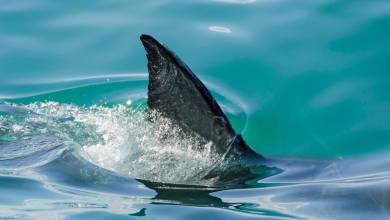 Le fossile d'un requin ailé vieux de 93 millions d'années commence à révéler ses secrets...