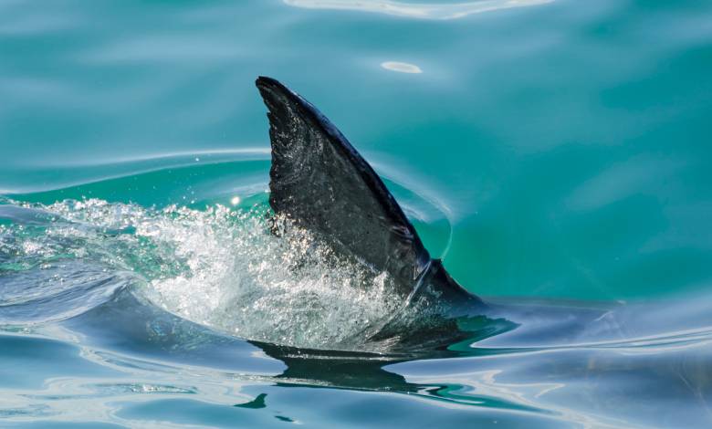 Le fossile d'un requin ailé vieux de 93 millions d'années commence à révéler ses secrets...
