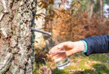 Comment faire une cure de sève de bouleau ?