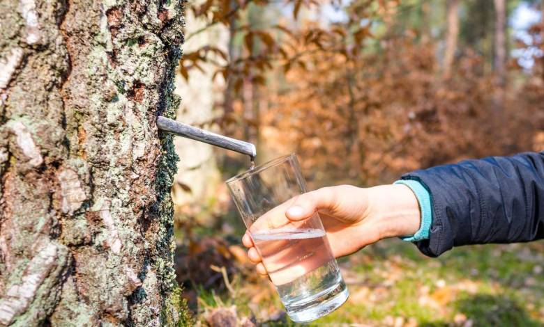 Comment faire une cure de sève de bouleau ?