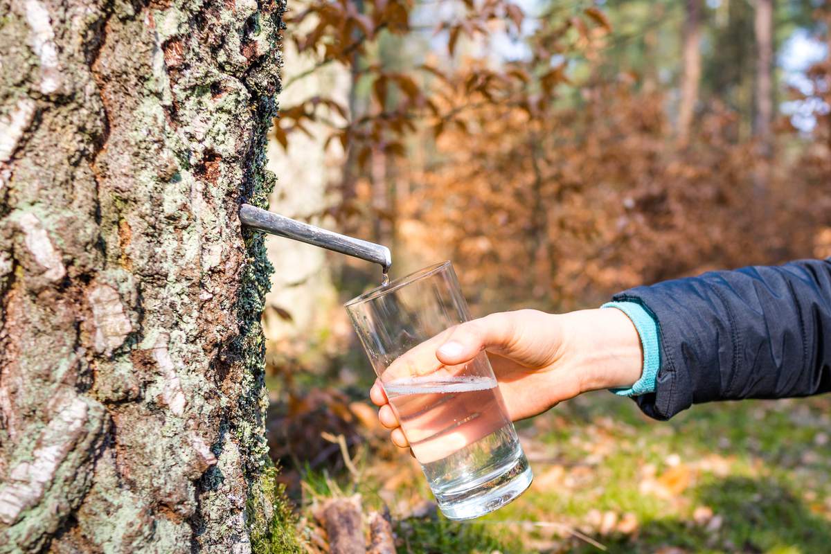 Comment faire une cure de sève de bouleau ?