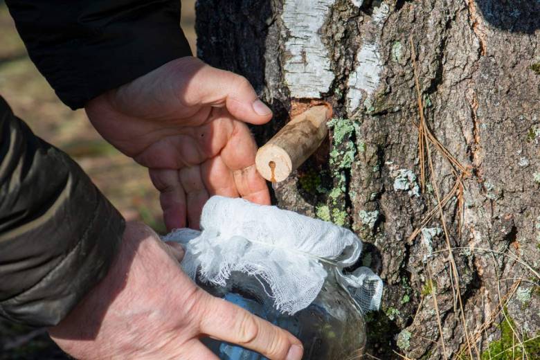 Comment faire une cure de sève de bouleau ?