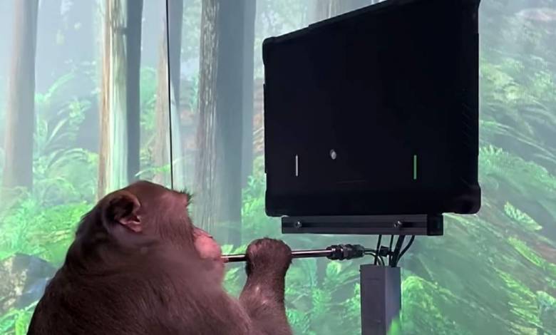 Neuralink : un singe joue à Pong par la pensée à l'aide d'une puce implantée dans le cerveau.