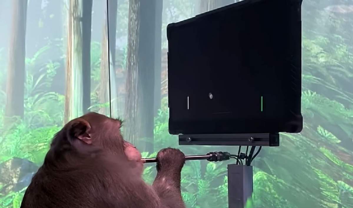 Neuralink : un singe joue à Pong par la pensée à l'aide d'une puce implantée dans le cerveau.
