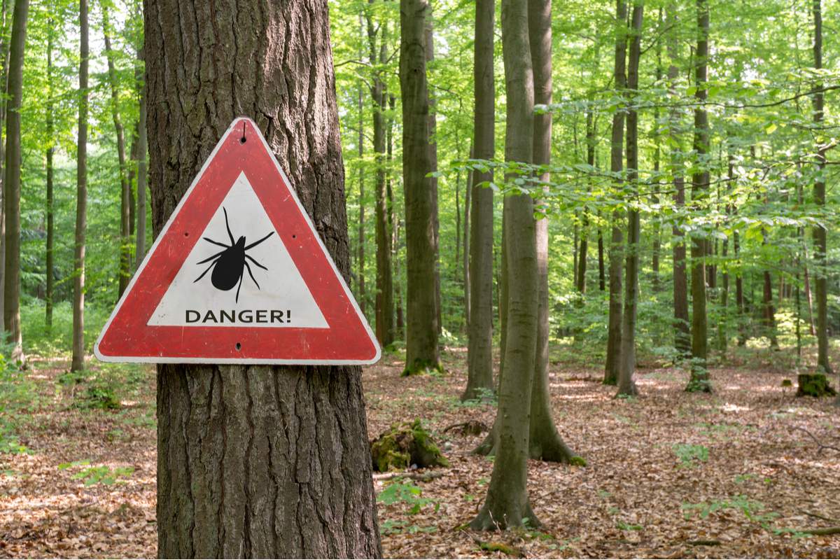 Vigilance : les tiques reviennent en force dans les jardins ! Comment éviter les piqûres ?