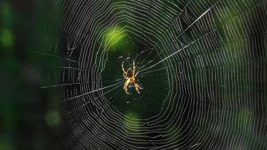 Le MIT a converti la structure d'une toile d’araignée en musique et le résultat est très surprenant !