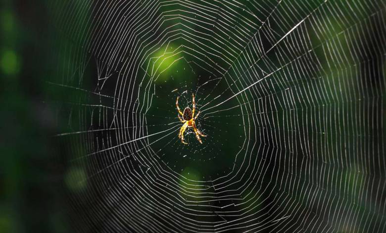 Le MIT a converti la structure d'une toile d’araignée en musique et le résultat est très surprenant !