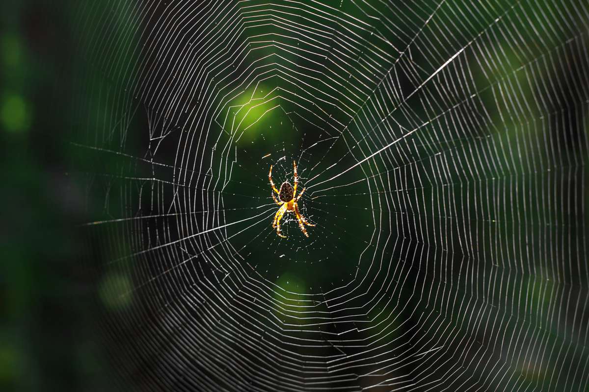 Le MIT a converti la structure d'une toile d’araignée en musique et le résultat est très surprenant !