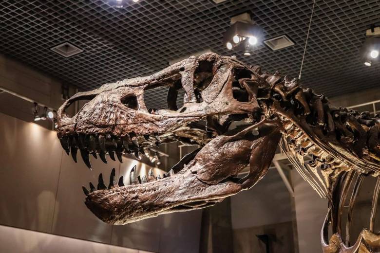 Selon cette étude, des milliards de tyrannosaures ont parcouru la Terre au cours de la période du Crétacé