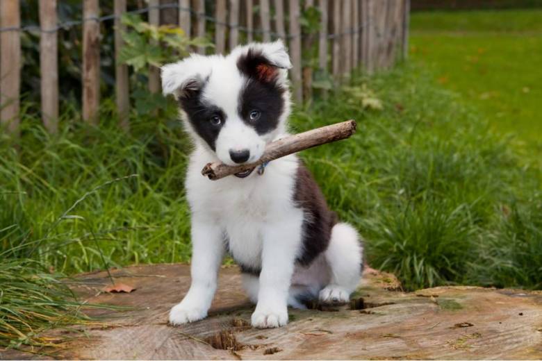 La science le confirme, regarder des vidéos avec des "animaux mignons" réduit fortement le stress !