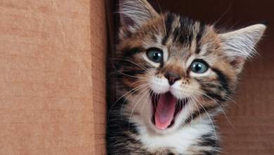 La science le confirme, regarder des vidéos avec des "animaux mignons" réduit fortement le stress !