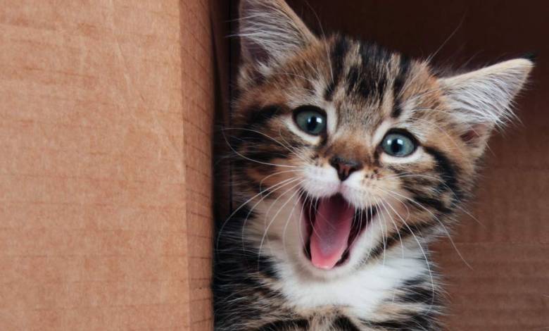 La science le confirme, regarder des vidéos avec des "animaux mignons" réduit fortement le stress !