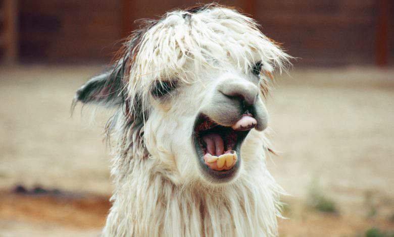 Les anticorps du lama seraient efficaces contre la Covid-19 et tous ses variants