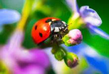 Comment attirer les coccinelles au jardin ?