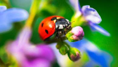 Comment attirer les coccinelles au jardin ?